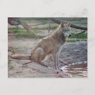 Wolves Gray Wolf Postcard Postkarte