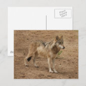 Wolves Gray Wolf Postcard Postkarte (Vorne/Hinten)