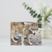 Wolves Gray Wolf Postcard Postkarte (Stehend Vorderseite)