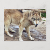Wolves Gray Wolf Postcard Postkarte (Vorderseite)