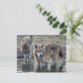 Wolves Gray Wolf Postcard Postkarte (Stehend Vorderseite)