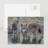 Wolves Gray Wolf Postcard Postkarte (Vorne/Hinten)
