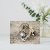 Wolves Gray Wolf Postcard Postkarte (Stehend Vorderseite)