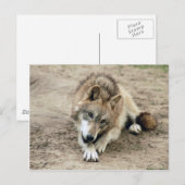 Wolves Gray Wolf Postcard Postkarte (Vorne/Hinten)