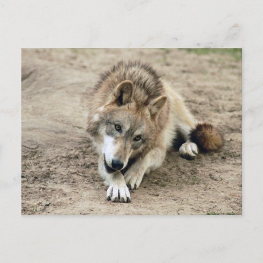 Wolves Gray Wolf Postcard Postkarte (Vorderseite)