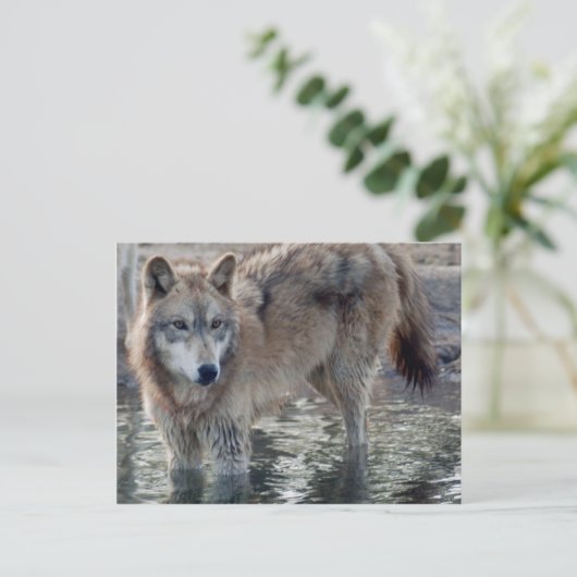 Wolves Gray Wolf Postcard Postkarte (Stehend Vorderseite)