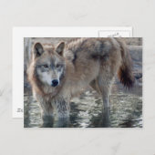 Wolves Gray Wolf Postcard Postkarte (Vorne/Hinten)