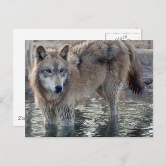 Wolves Gray Wolf Postcard Postkarte (Vorne/Hinten)