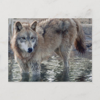 Wolves Gray Wolf Postcard Postkarte