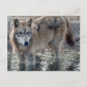Wolves Gray Wolf Postcard Postkarte (Vorderseite)
