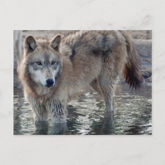 Wolves Gray Wolf Postcard Postkarte (Vorderseite)