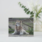 Wolves Gray Wolf Postcard Postkarte (Stehend Vorderseite)