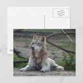 Wolves Gray Wolf Postcard Postkarte (Vorne/Hinten)