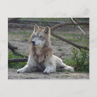 Wolves Gray Wolf Postcard Postkarte