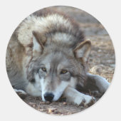 Wolves Gray Wolf Stickers (Vorderseite)