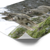WOLVES POSTER (Ecke)