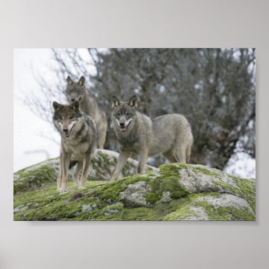 WOLVES POSTER (Vorne)