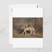 WOLVES POSTKARTE (Vorne/Hinten)