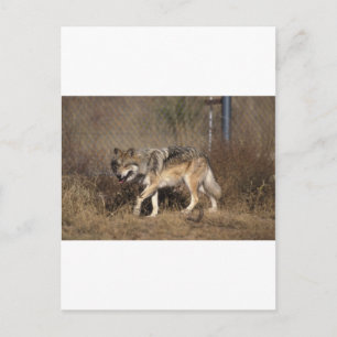WOLVES POSTKARTE