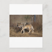 WOLVES POSTKARTE (Vorderseite)