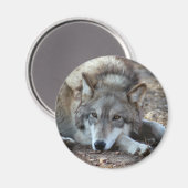 Wolves Wolf Magnet (Vorderseite/Rückseite)