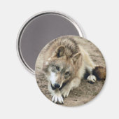 Wolves Wolf Magnet (Vorderseite/Rückseite)
