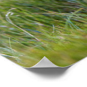 Wombat Australia Poster (Ecke)