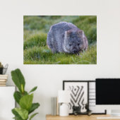 Wombat Australia Poster (Heimbüro)