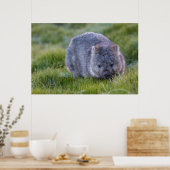 Wombat Australia Poster (Küche)
