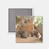 Wombat Heaven Magnet (Vorderseite/Rückseite)