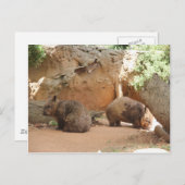 Wombat Heaven Postkarte (Vorne/Hinten)
