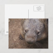 Wombat Kiss Postkarte (Vorne/Hinten)