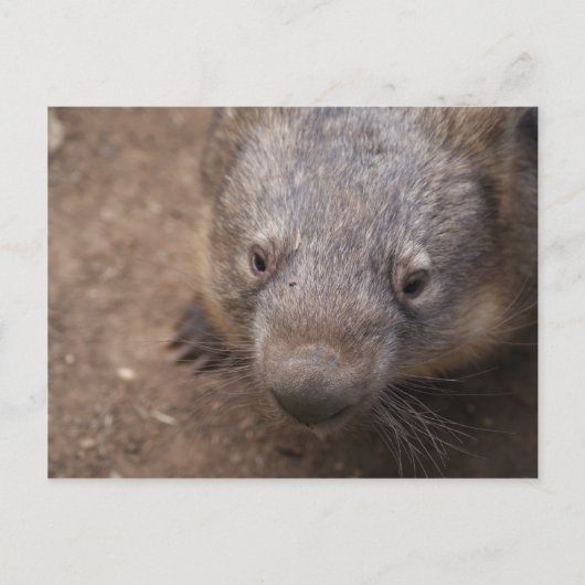 Wombat Kiss Postkarte (Vorderseite)