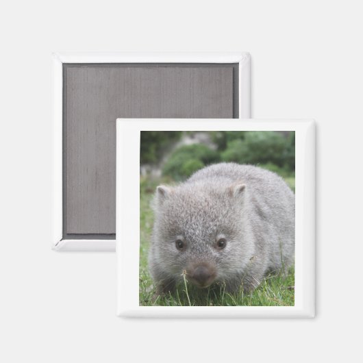 Wombat Magnet (Vorderseite/Rückseite)