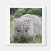 Wombat Magnet (Vorne)