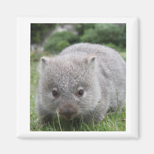 Wombat Magnet (Vorne)