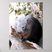 Wombat Poster (Vorne)