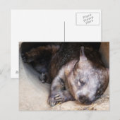 Wombat Postkarte (Vorne/Hinten)