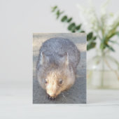 Wombat Postkarte (Stehend Vorderseite)
