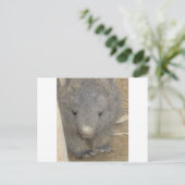 Wombat Postkarte (Stehend Vorderseite)