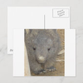 Wombat Postkarte (Vorne/Hinten)