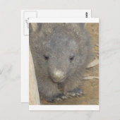Wombat Postkarte (Vorne/Hinten)