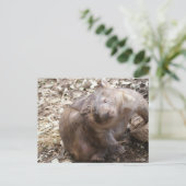 Wombat Scratch Postkarte (Stehend Vorderseite)
