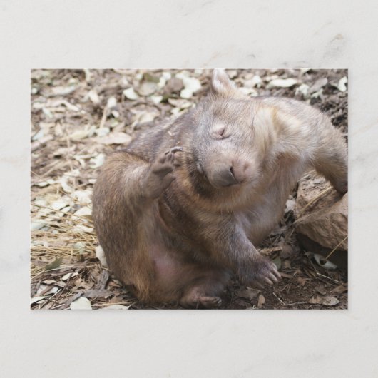 Wombat Scratch Postkarte (Vorderseite)