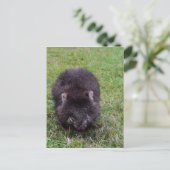 WOMBAT TASMANIA AUSTRALIEN POSTKARTE (Stehend Vorderseite)