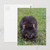 WOMBAT TASMANIA AUSTRALIEN POSTKARTE (Vorne/Hinten)