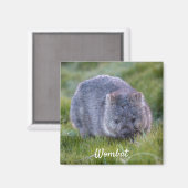 Wombat Tasmania Australien, Süße Tier Foto Magnet (Vorderseite/Rückseite)