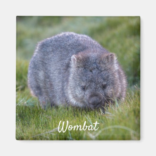 Wombat Tasmania Australien, Süße Tier Foto Magnet (Vorne)