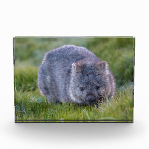 Wombat, Tasmanien, Australien Fotoblock