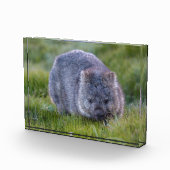 Wombat, Tasmanien, Australien Fotoblock (Rechts)